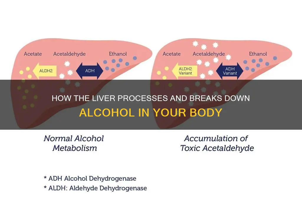 Which Organ Breaks Down Alcohol