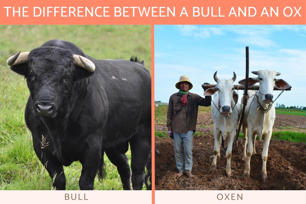 What Is the Difference Between Bull and Ox