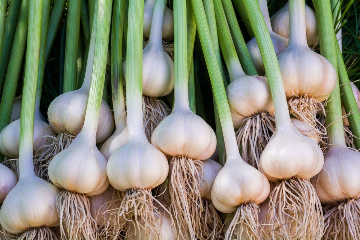 Is Garlic a Herb or Vegetable