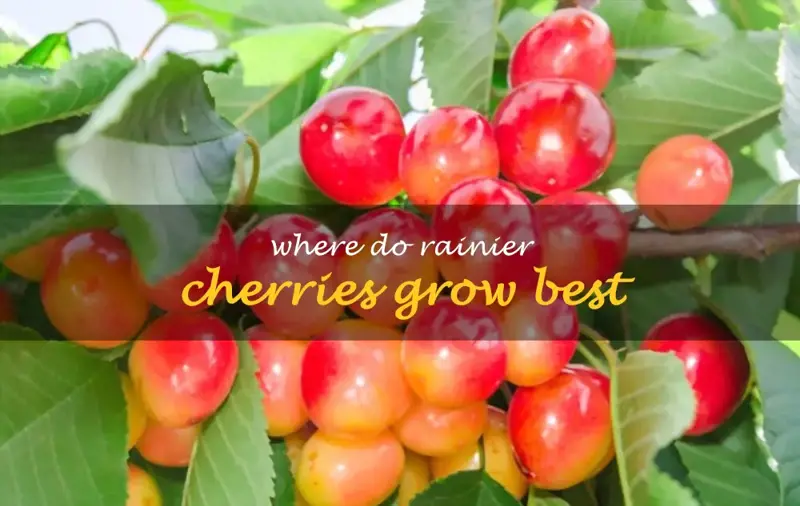 Where Do Cherries Grow