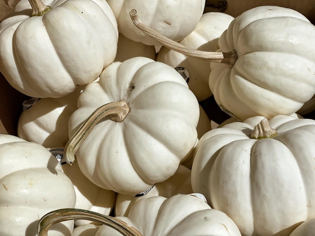 Are White Pumpkins Real