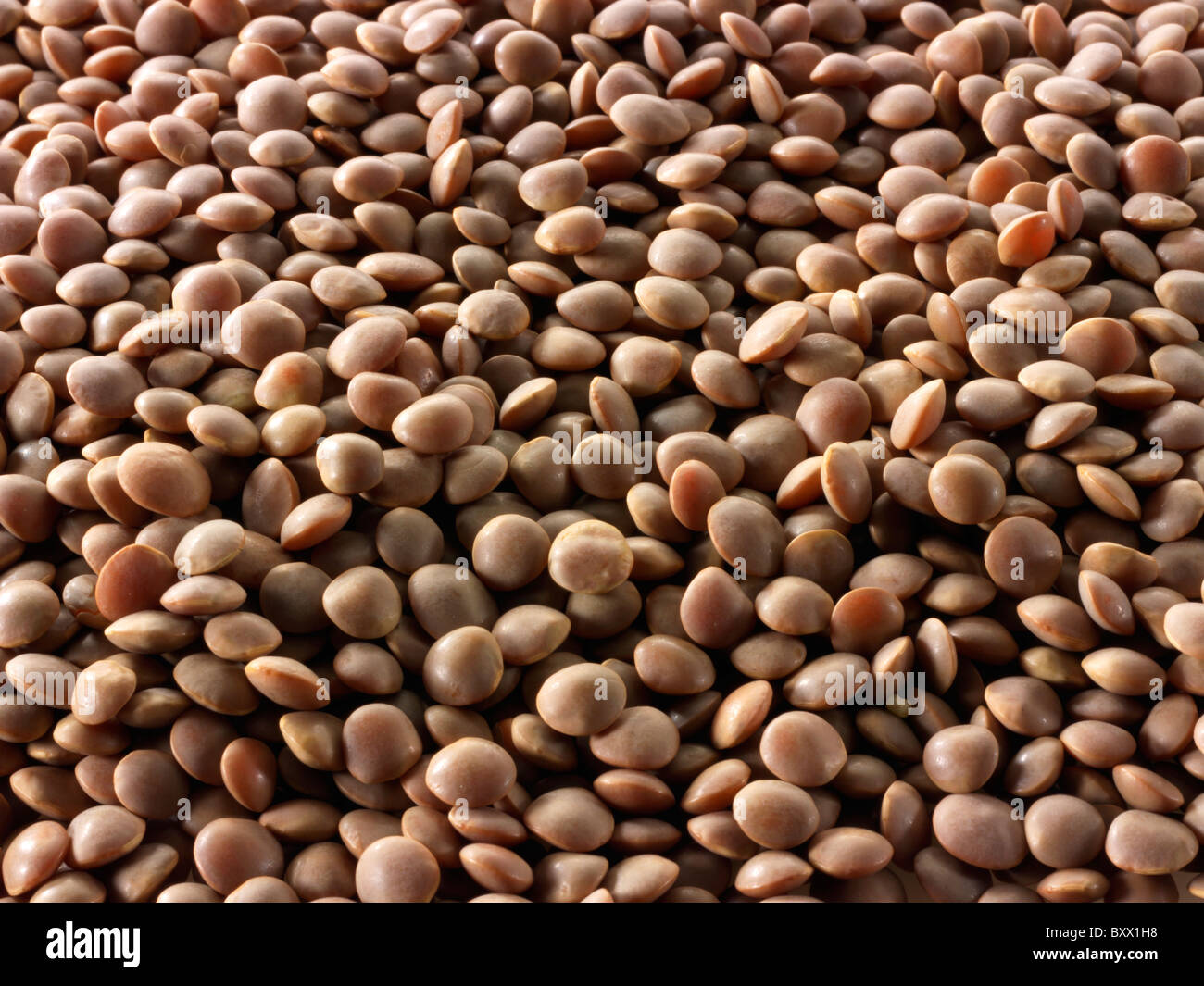What Is a Lentil Bean