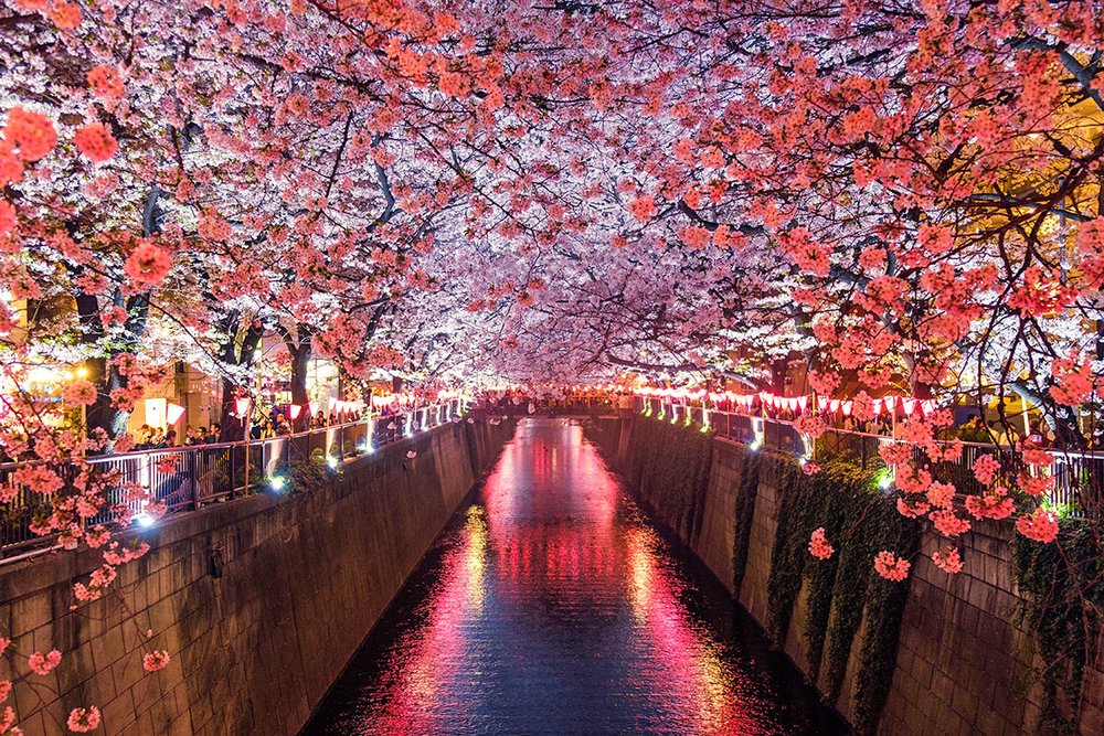【最新】 Meguro River Cherry Blossoms Promenade 2026年最新メディア #930