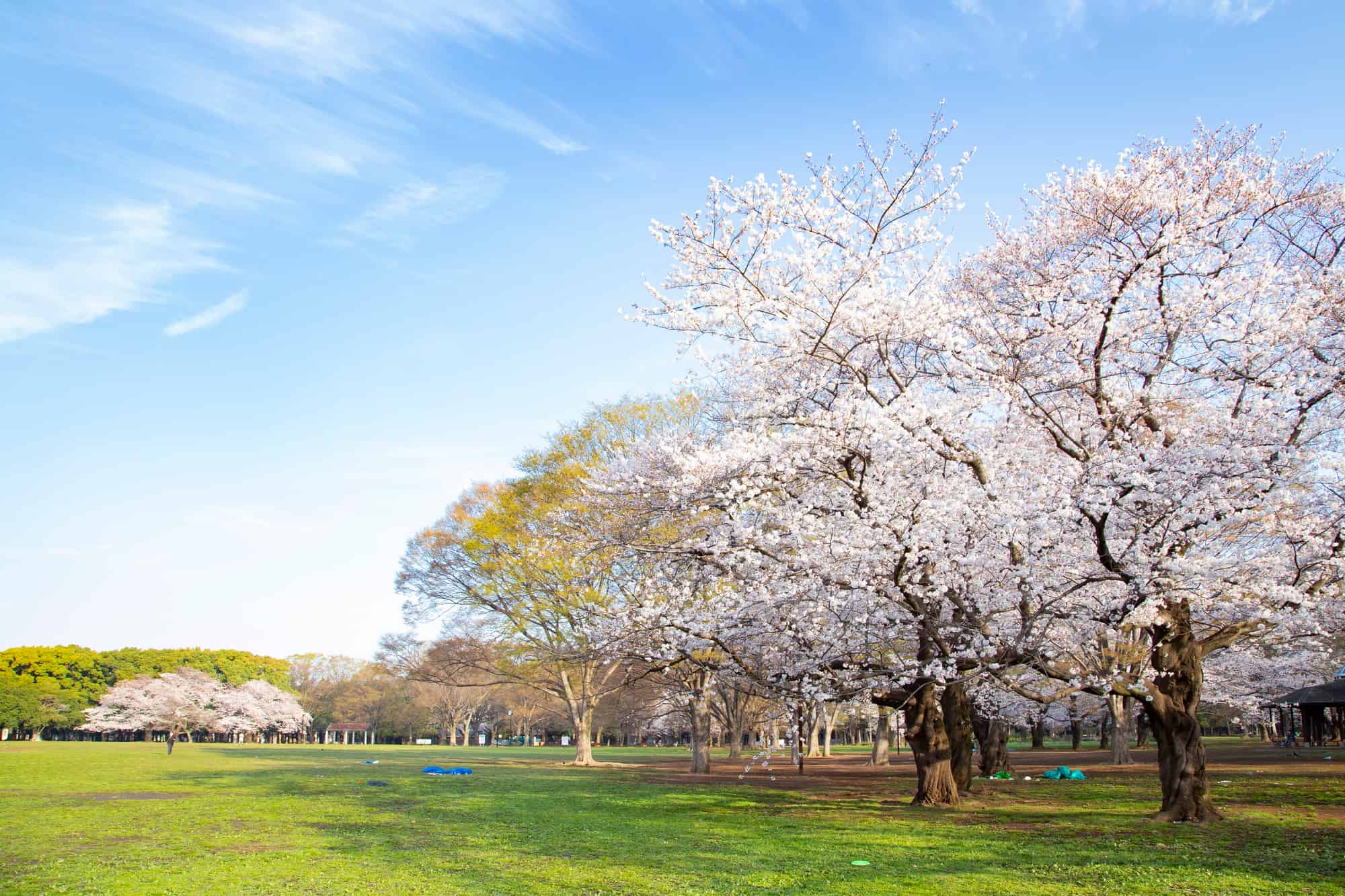 代々木公園の桜2026！開花見頃と混雑回避の穴場・ルール徹底解剖