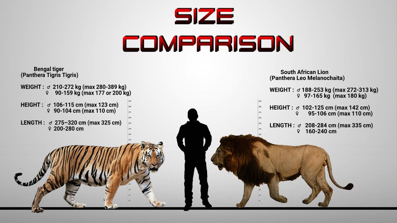 What Is Bigger a Tiger or Lion