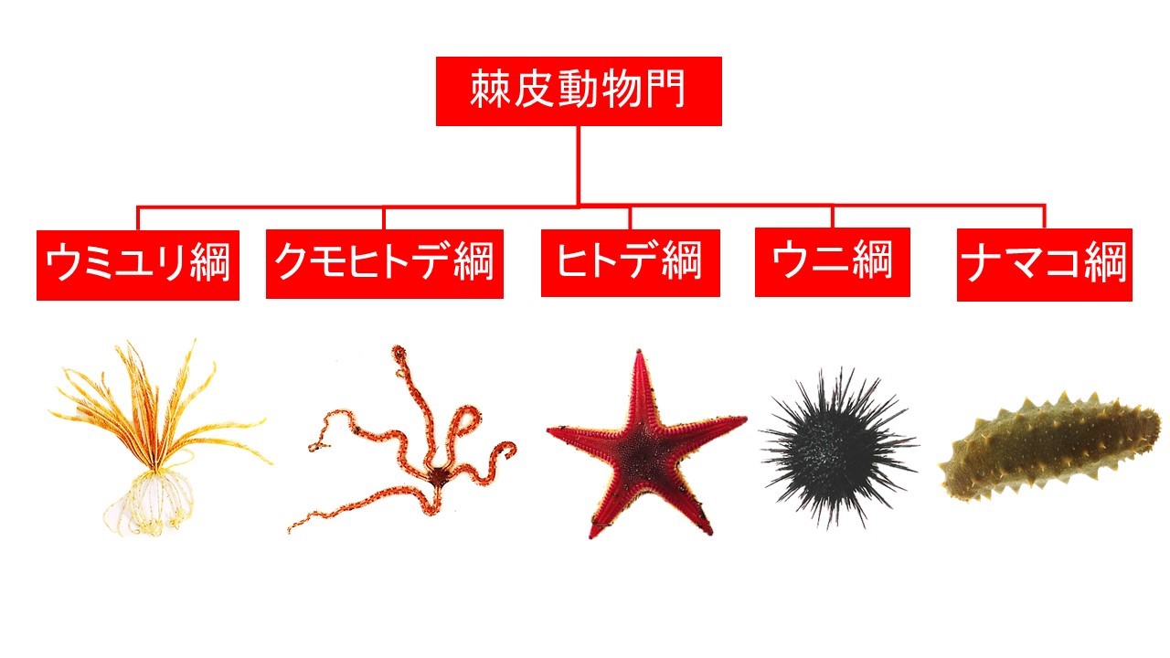 全動物の97％！無脊椎動物が背骨なしで繁栄を極めた驚異の進化