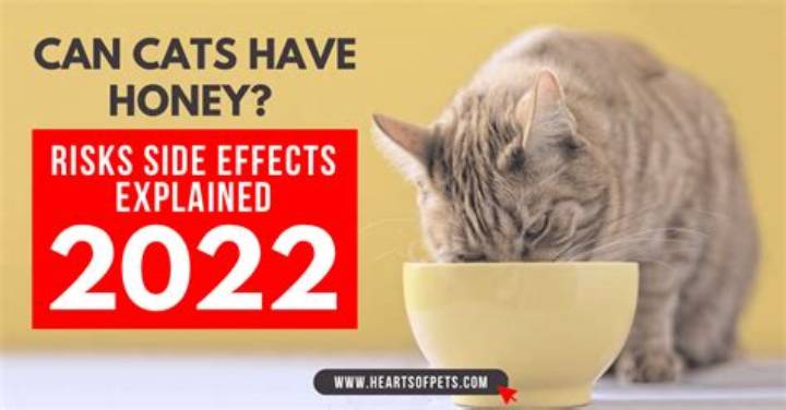 Can Cats Have Honey? Safety, Benefits Myths, and What to Do