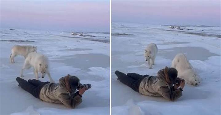 Photographers Arctic Wolves Encounter: What You Need to Know
