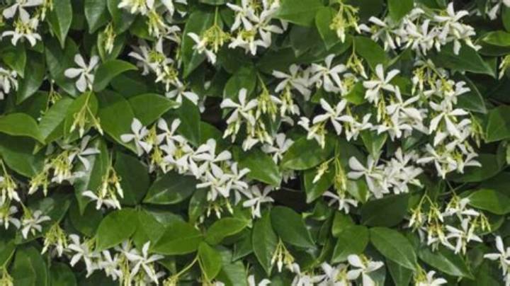 幸福を咲かせる星型の可憐な花「ホワイトスター」の真実｜花言葉・育て方・切り花を長持ちさせる技法